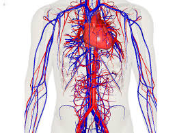 SISTEMA_CARDIO_VASCOLARE