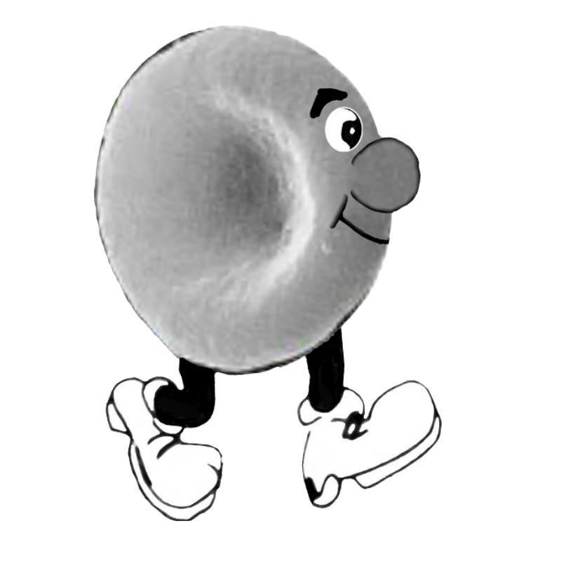 globulo_bianco