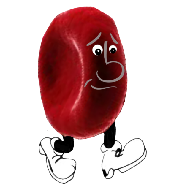 globulo_rosso_GIDS_Firenze